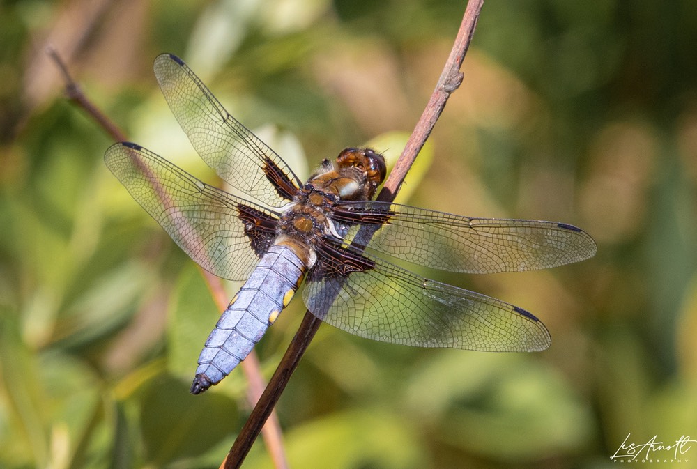 Broad Bodied Dragonfly