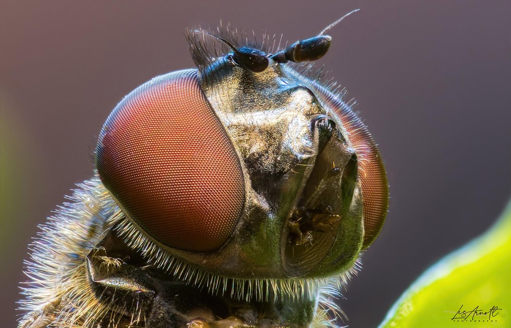 hoverfly head