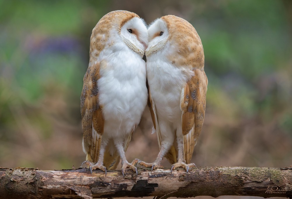Kissing Barn Owls Les Arnott